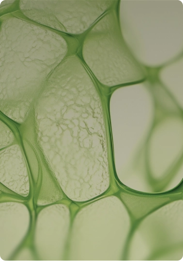 Cellular Aging